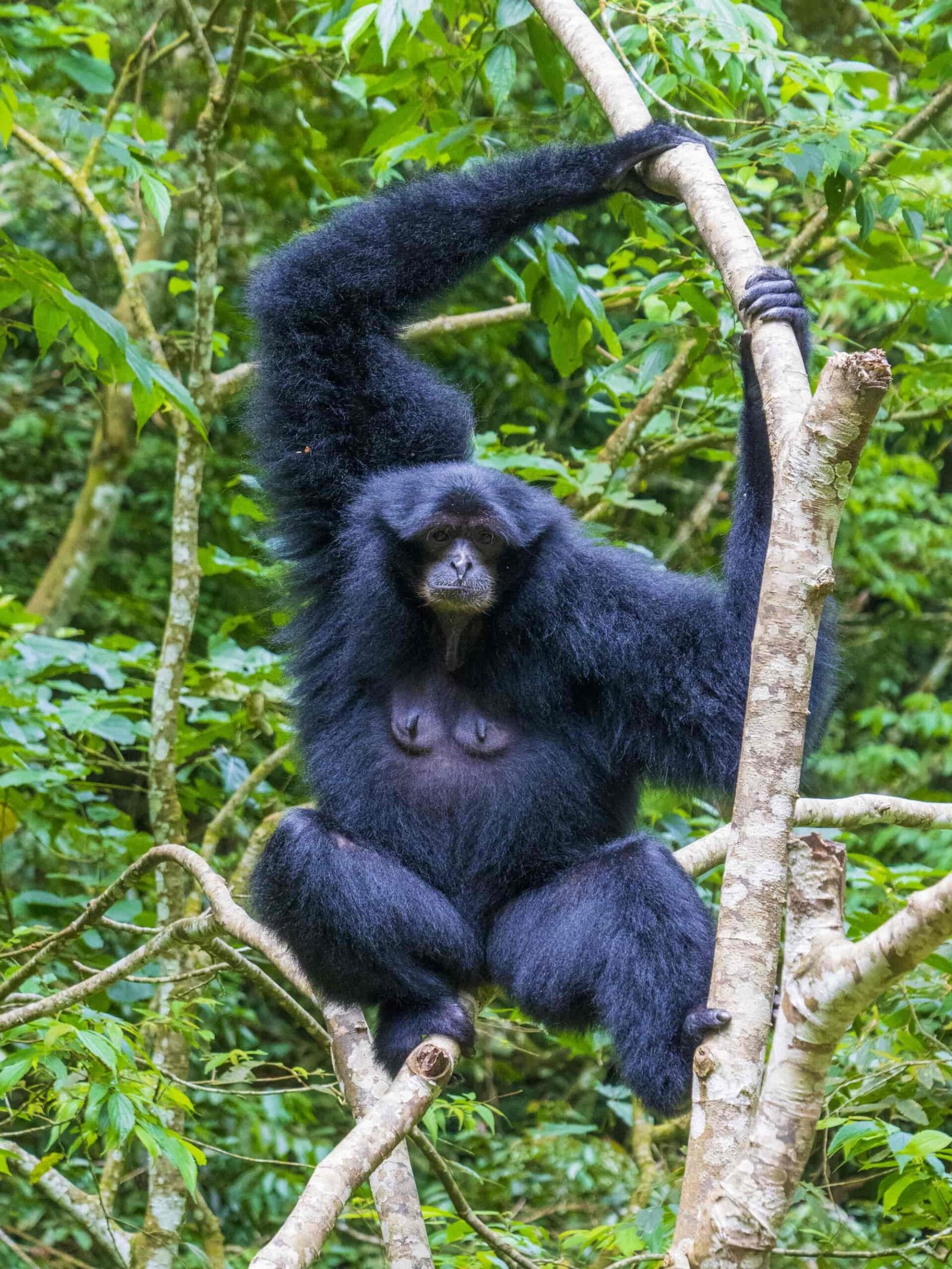 Siamang