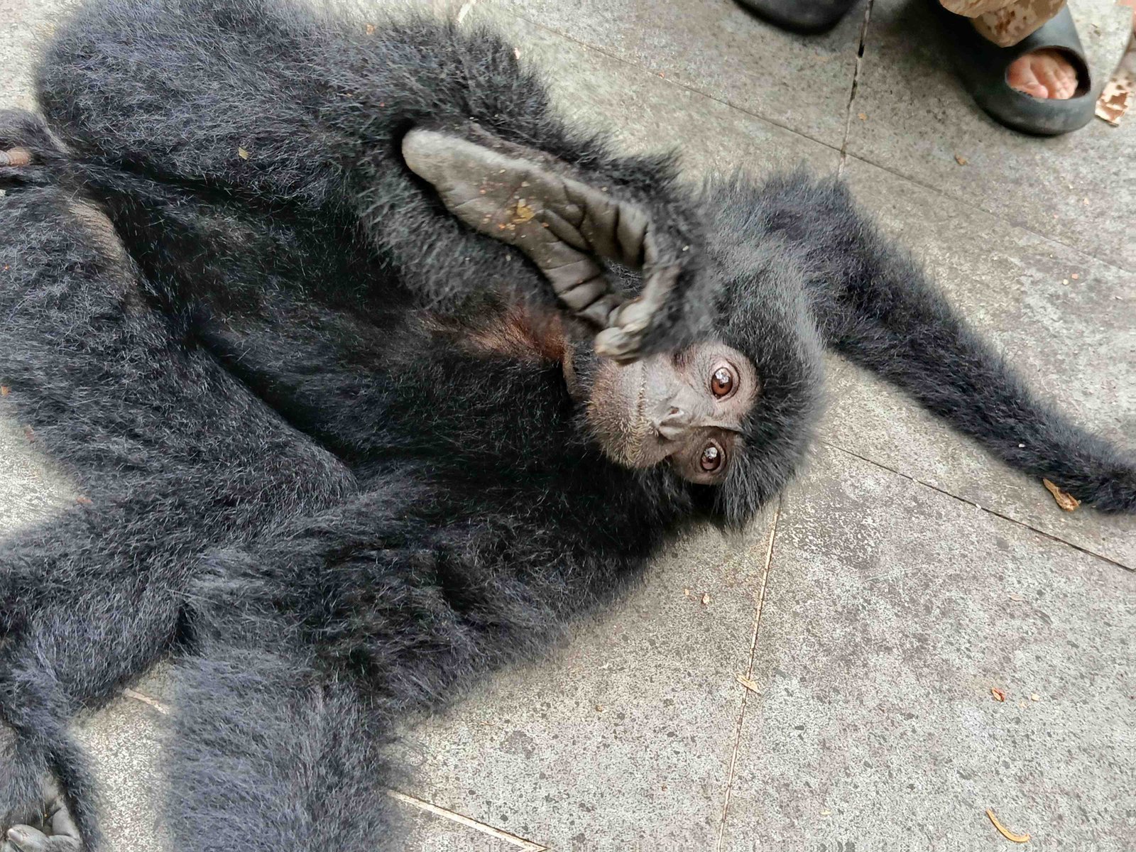 Anak Siamang