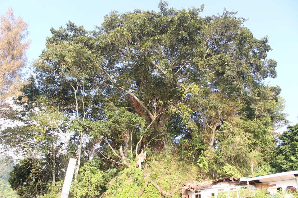 Pohon Hariara